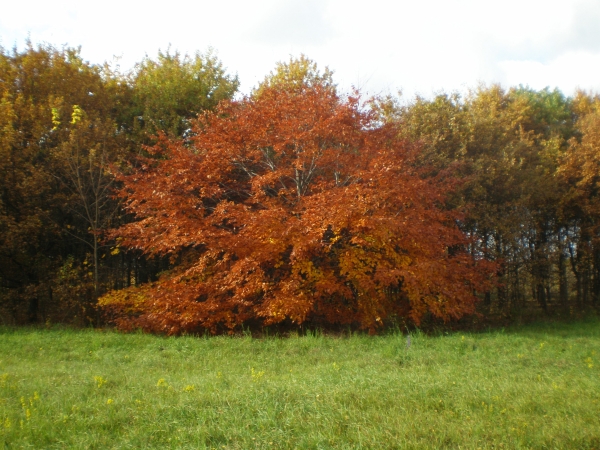 Fagus grandiflora